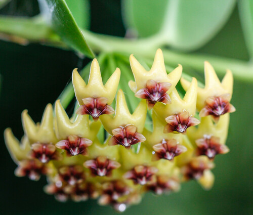Hoya cumingiana Decne. 2
