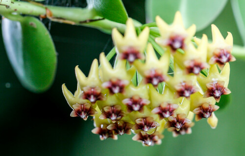 Hoya cumingiana Decne. 3