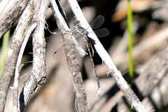 Ecchlorolestes peringueyi