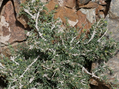Gymnocarpos decander