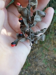 Rhynchosia precatoria