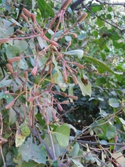 Pisonia capitata