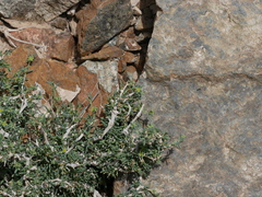Gymnocarpos decander