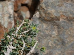 Gymnocarpos decander