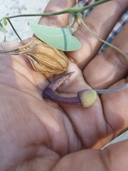Aristolochia taliscana