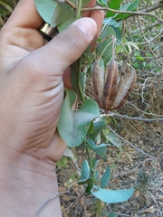Aristolochia taliscana