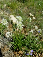 Marshallia caespitosa