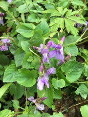Rostratae