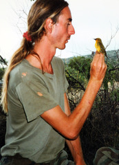 Hemignathus wilsoni