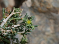 Gymnocarpos decander