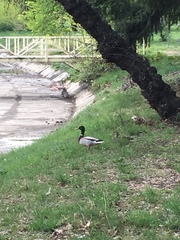 Anas platyrhynchos