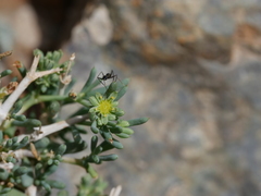 Gymnocarpos decander