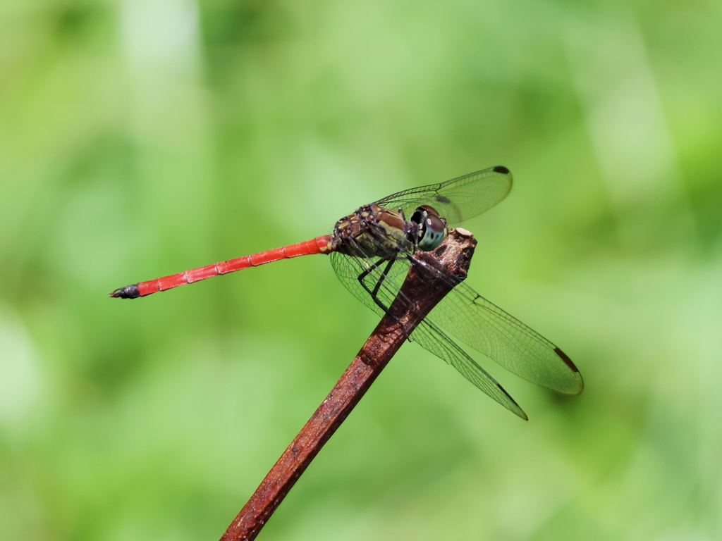 Scarlet Grenadier