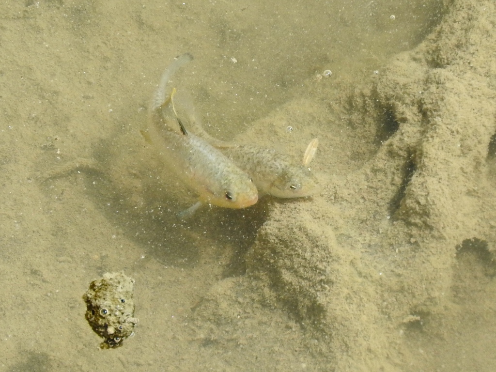 Dearborn's pupfish (Cyprinodon dearborni) — Cyprinodontidae
