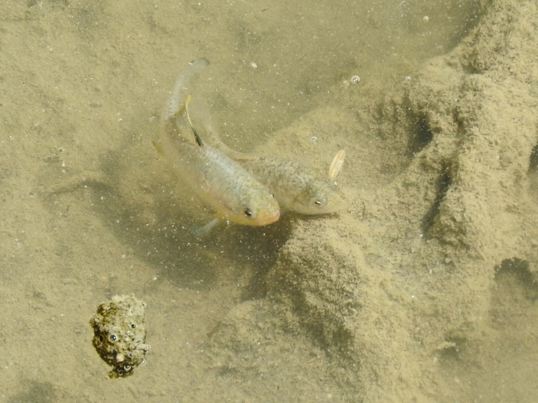 Cyprinodon dearborni
