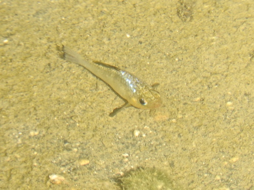 Dearborn's pupfish (Cyprinodon dearborni) — Cyprinodontidae — 5