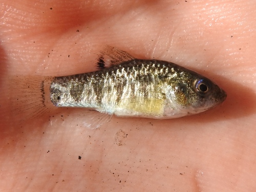 Dearborn's pupfish (Cyprinodon dearborni) — Cyprinodontidae