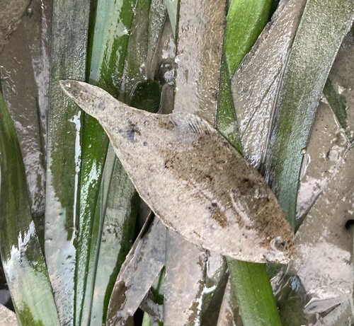 Speckled sanddab (Citharichthys stigmaeus) — Paralichthyidae — 3
