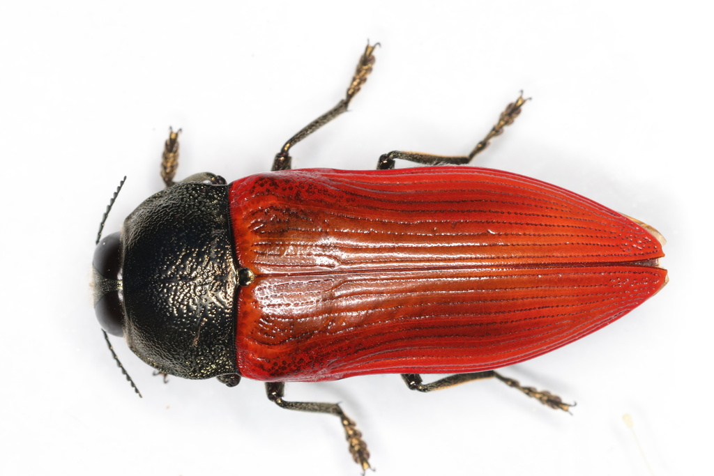 Temognatha chalcodera
