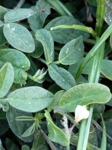 Image of Desmodium scorpiurus by no rights reserved