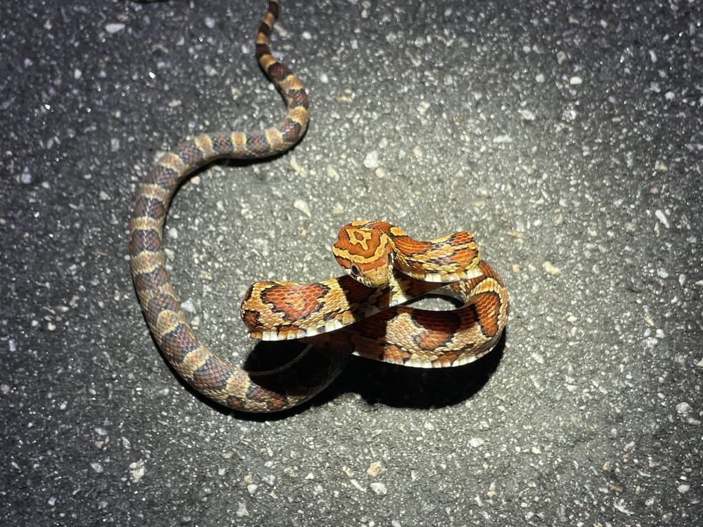 Corn Snake In January 2024 By Caleb Strand INaturalist   Large 