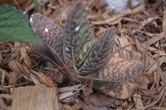 Gasteria
