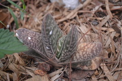 Gasteria