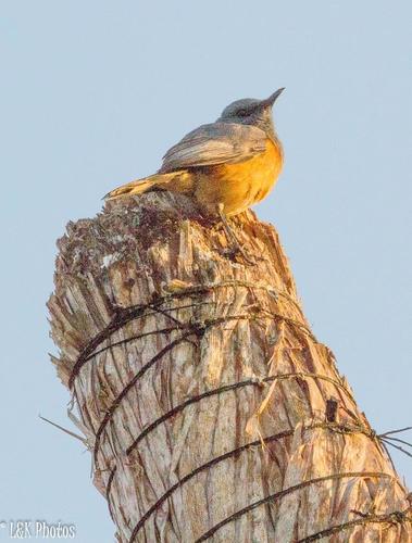 Littoral Rock Thrush (Monticola imerina), photo 7