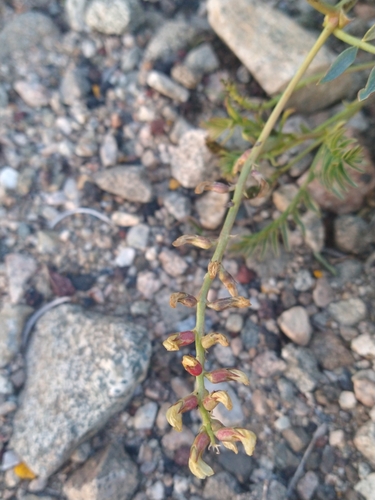 Image of Astragalus douglasii by (c) Jonas Katona, some rights reserved (CC BY)