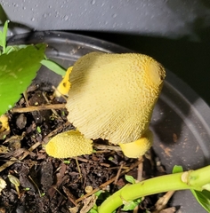 Leucocoprinus birnbaumii image