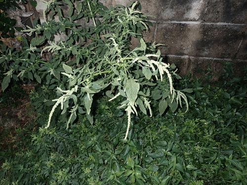 Amaranthus dubius observed 2024-01-15