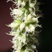 Amaranthus dubius - Photo (c) Mike Ross, alguns direitos reservados (CC BY-NC), uploaded by Mike Ross