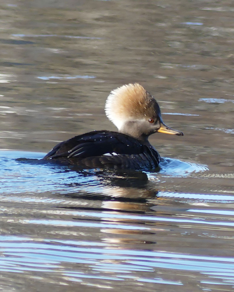 Hooded Merganser from Brighton, Boston, MA, USA on January 15, 2024 at