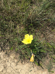 Oenothera macrocarpa