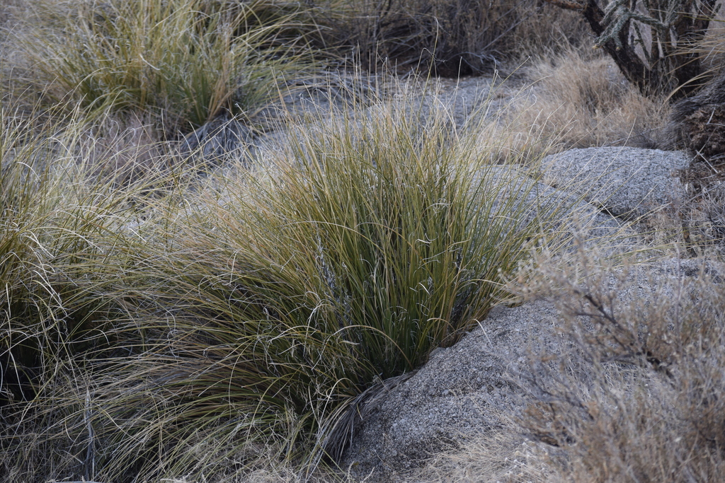 Nolina greenei, Bernalillo County, NM, USA