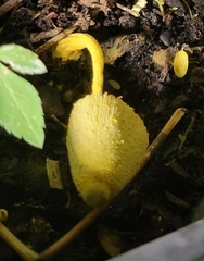 Leucocoprinus birnbaumii image
