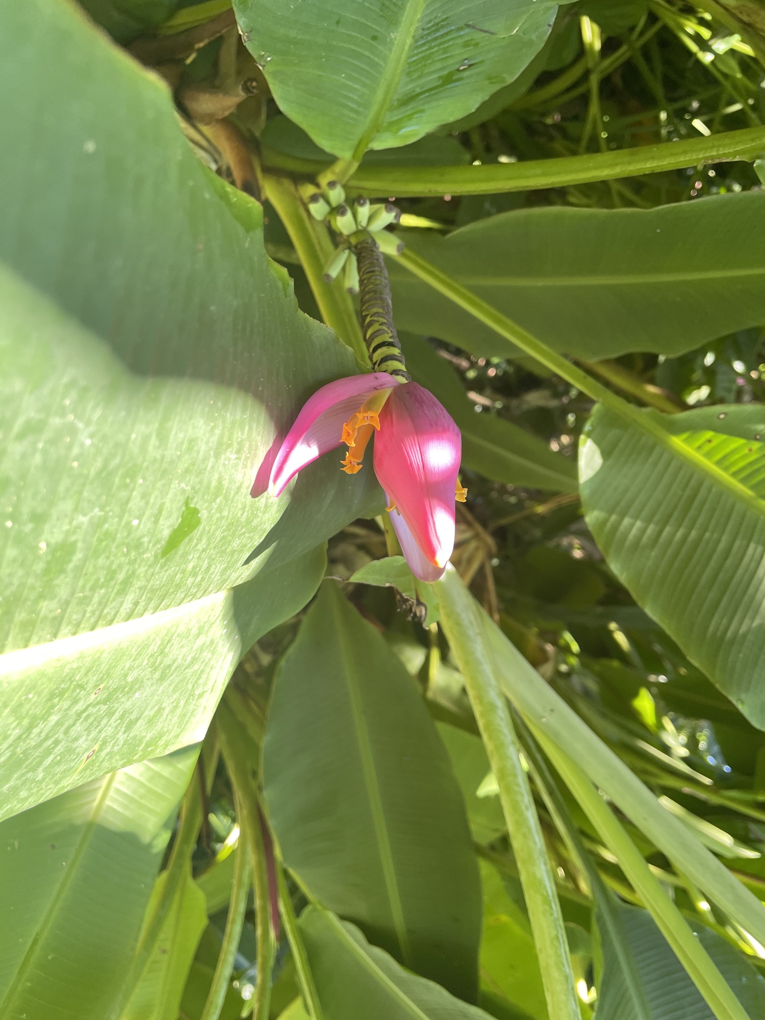 Imagem de Bananeira ornamental