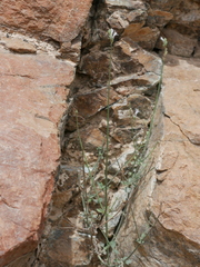 Lavandula subnuda