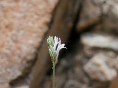 Lavandula subnuda