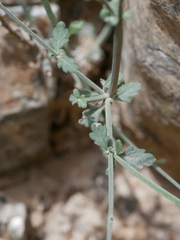 Lavandula subnuda