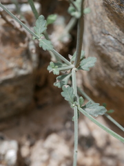Lavandula subnuda