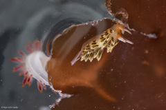 Diaphoreolis flavovulta