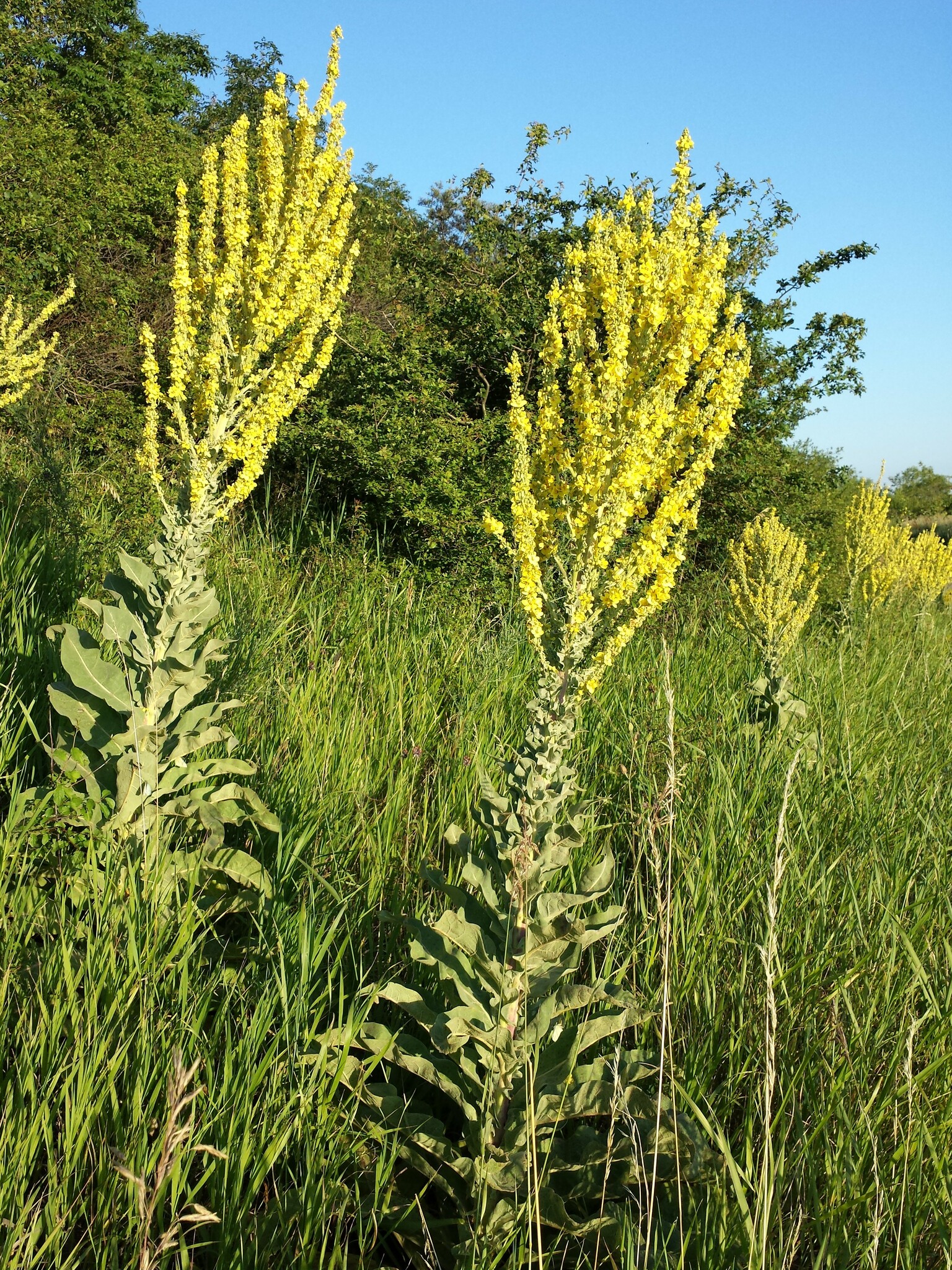 Verbascum speciosum