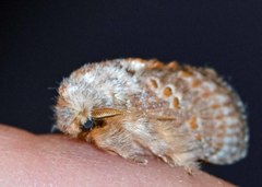 Pseudanapaea denotata