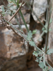 Lavandula subnuda