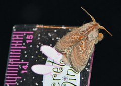 Pseudanapaea denotata