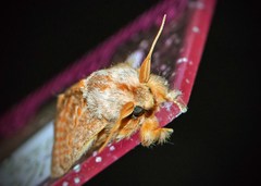 Pseudanapaea denotata