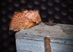 Pseudanapaea denotata