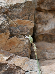 Lavandula subnuda