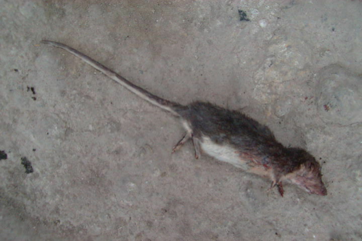 Stolzmann's Crab-Eating Rat